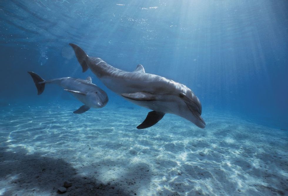 Common bottlenose dolphin, Dolphin, Bottlenose dolphin, Short-beaked common dolphin, Marine mammal, Water, Cetacea, Underwater, Marine biology, Spinner dolphin, 
