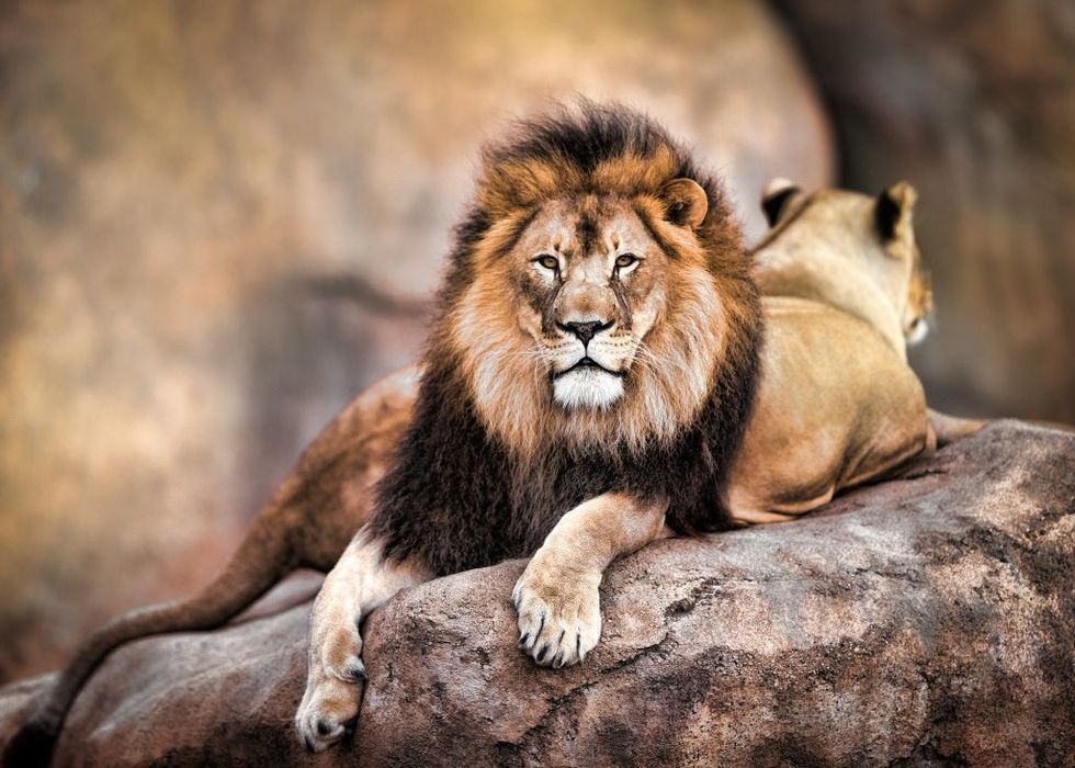 Mammal, Wildlife, Vertebrate, Lion, Terrestrial animal, Felidae, Carnivore, Big cats, Masai lion, Whiskers, 