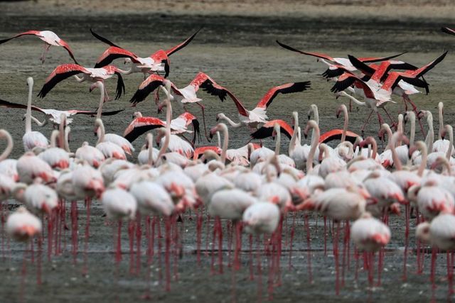 Flamingo, Bird, Greater flamingo, Water bird, Beak, Flock, Ibis, Bird migration, Wildlife, 