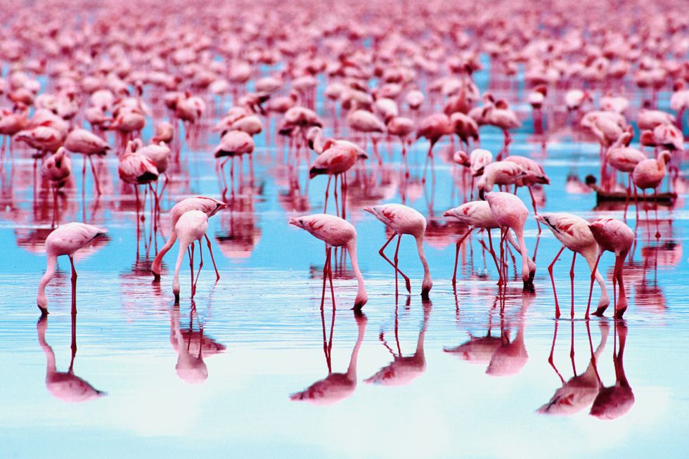 Flamingo, Greater flamingo, Pink, Water bird, Bird, Organism, Reflection, Beak, Plant, Wildlife, 
