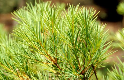 White pine, Yellow fir, lodgepole pine, shortstraw pine, loblolly pine, Jack pine, red pine, Singleleaf pine, Plant, western yellow pine, 