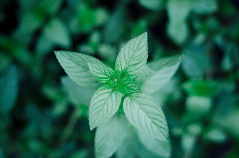 Leaf, Green, Plant, Flower, Botany, Herb, Grass, Flowering plant, Photography, Annual plant, 