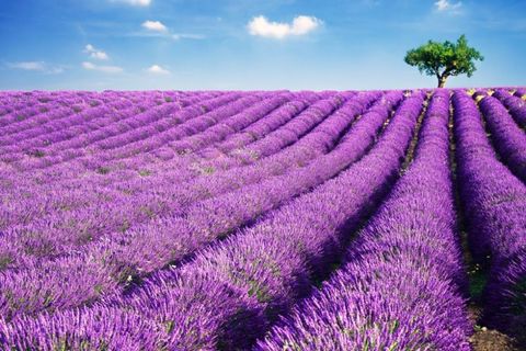 Lavender, Lavender, English lavender, Purple, Field, Flower, Plant, Violet, French lavender, Flowering plant, 