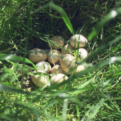 Uovo di fagiano