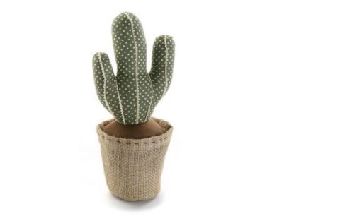 Cactus, Flowerpot, Plant, Flower, Houseplant, Saguaro, Succulent plant, Caryophyllales, Hedgehog cactus, Prickly pear, 
