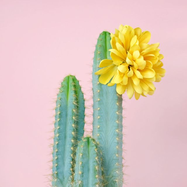Flower, Cactus, Yellow, Plant, Saguaro, Botany, Still life photography, Large-flowered cactus, San Pedro cactus, Plant stem, 