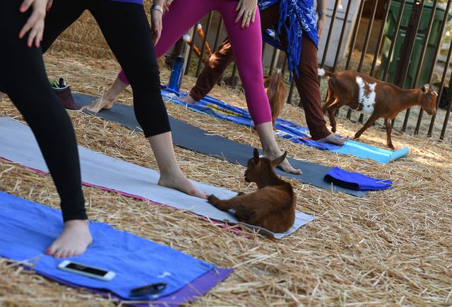 goat yoga