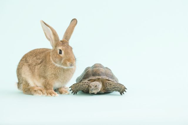 Domestic rabbit, Rabbit, Vertebrate, Rabbits and Hares, Hare, Mountain Cottontail, Audubon's Cottontail, Tortoise, Turtle, Animal figure, 