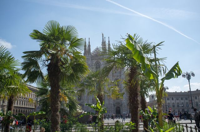 Tree, Vegetation, Palm tree, Arecales, Woody plant, Plant, Urban area, Town, Sky, Elaeis, 