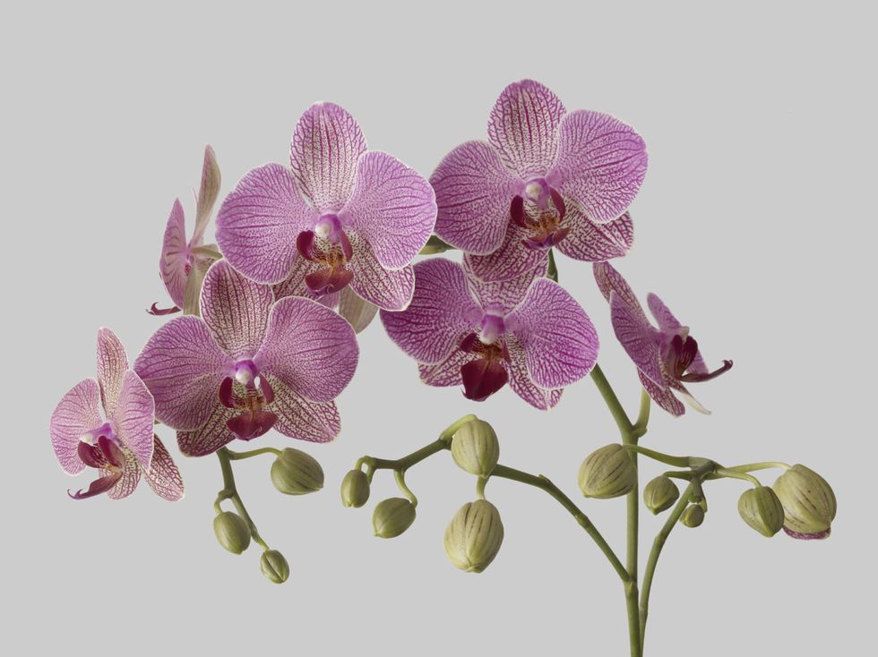 Flower, Flowering plant, moth orchid, Plant, Botany, Orchid, Moth Orchid, Petal, Orchids of the philippines, Phalaenopsis sanderiana, 