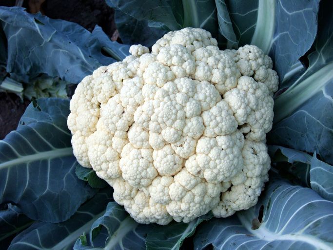 Cauliflower, Cruciferous vegetables, Vegetable, Leaf vegetable, Broccoli, Plant, Food, Flower, Broccoflower, Produce, 