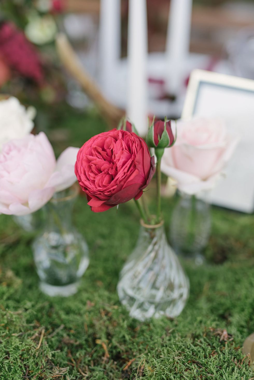 Pink, Flower, Garden roses, Rose, Rose family, Plant, Cut flowers, Petal, Floral design, Rosa × centifolia, 