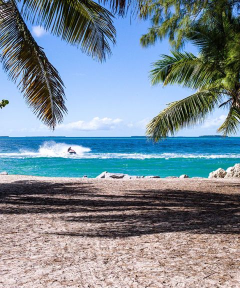 Tree, Beach, Sky, Palm tree, Tropics, Sea, Ocean, Vacation, Shore, Caribbean, 
