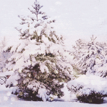Snow, Winter, Tree, Frost, Freezing, Spruce, Branch, Winter storm, Fir, Blizzard, 