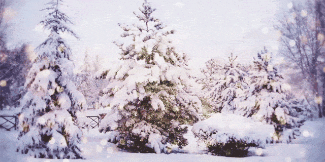 Snow, Winter, Tree, Frost, Freezing, Spruce, Branch, Winter storm, Fir, Blizzard, 