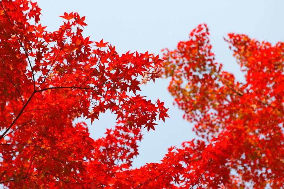 Red, Tree, Leaf, Plant, Woody plant, Flower, Branch, Autumn, Sky, Maple, 