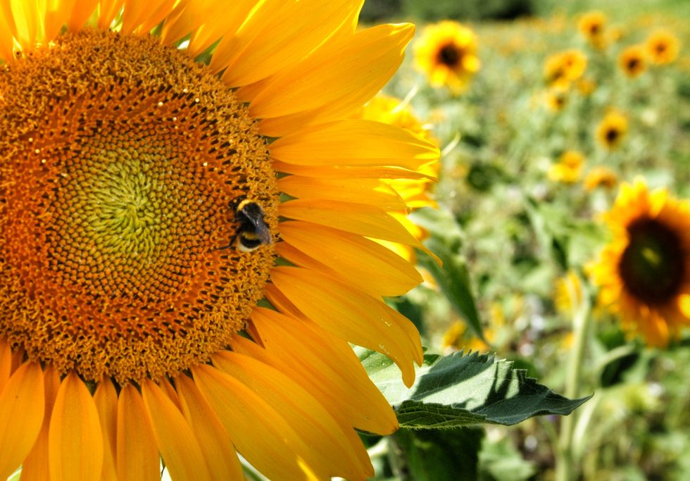 Flower, Sunflower, Flowering plant, Yellow, Pollen, sunflower, Plant, Petal, Cuisine, Sunflower seed, 