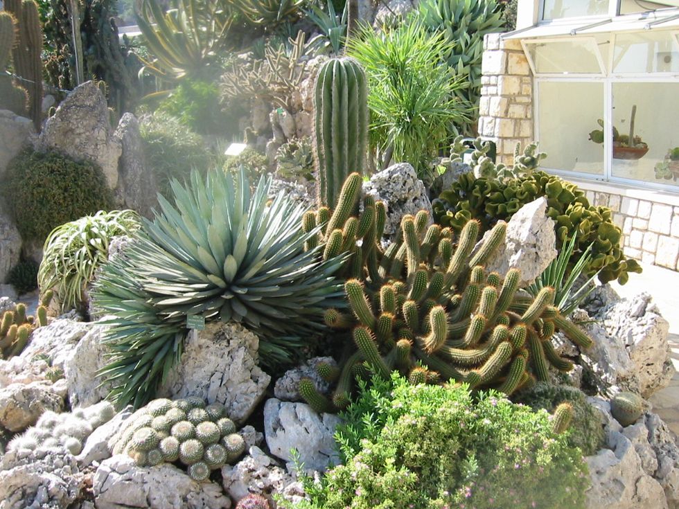 Vegetation, Flower, Plant, Cactus, Garden, Botany, Biome, Terrestrial plant, Landscape, Landscaping, 