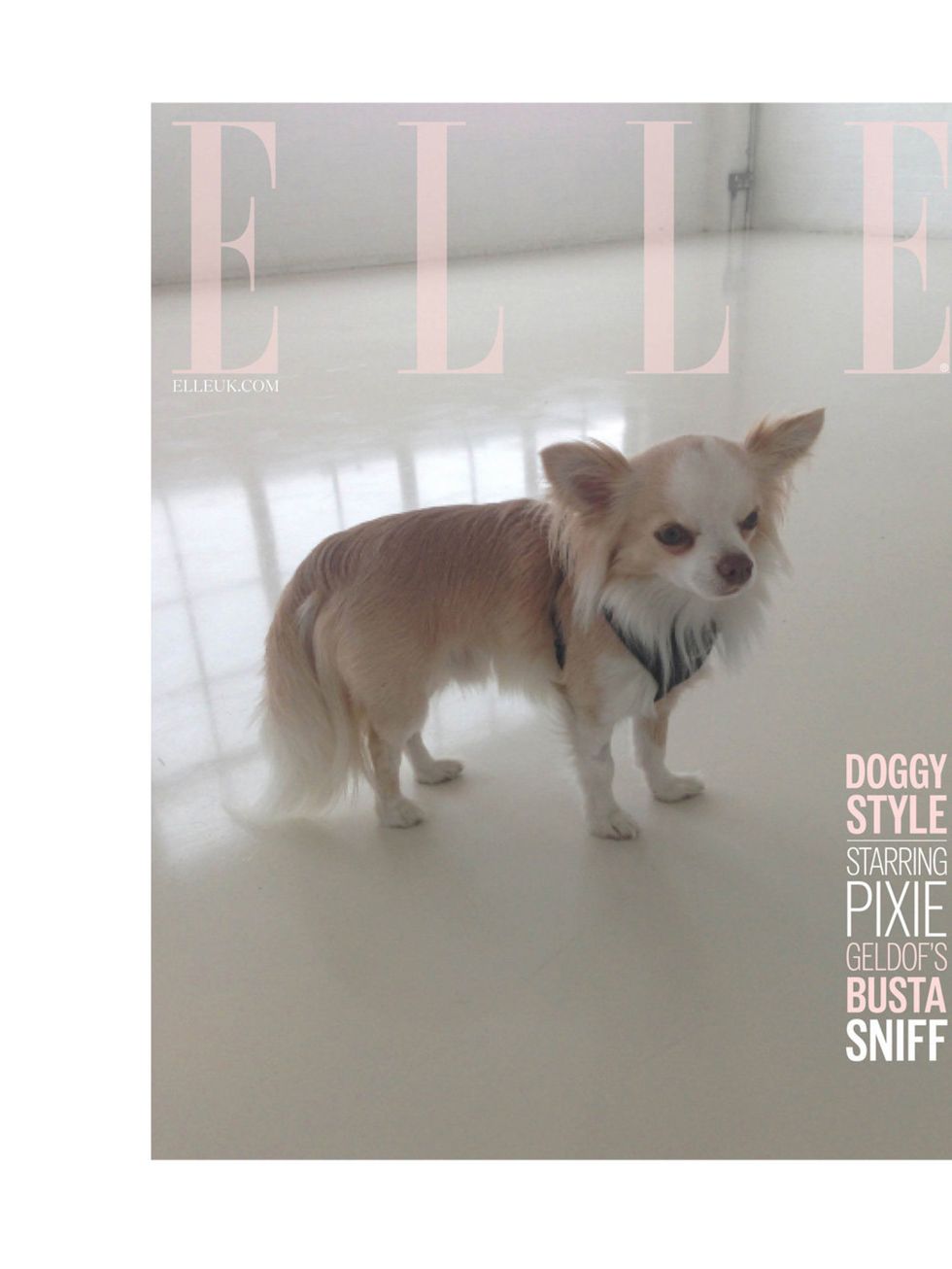 <p>'Doggy style... Starring <a href="http://www.elleuk.com/star-style/celebrity-style-files/pixie-geldof">Pixie Geldof</a>'s Busta Sniff.' </p><p><a href="http://www.elleuk.com/elle-tv/cover-stars/elle-magazine/pixie-geldof-elle-behind-the-cover-video"></