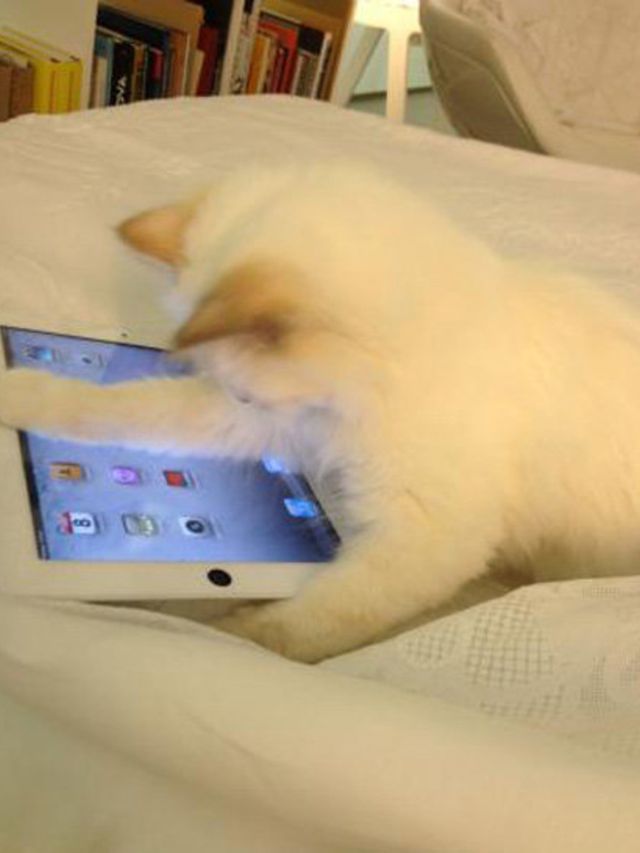 <p>Choupette with iPad</p>