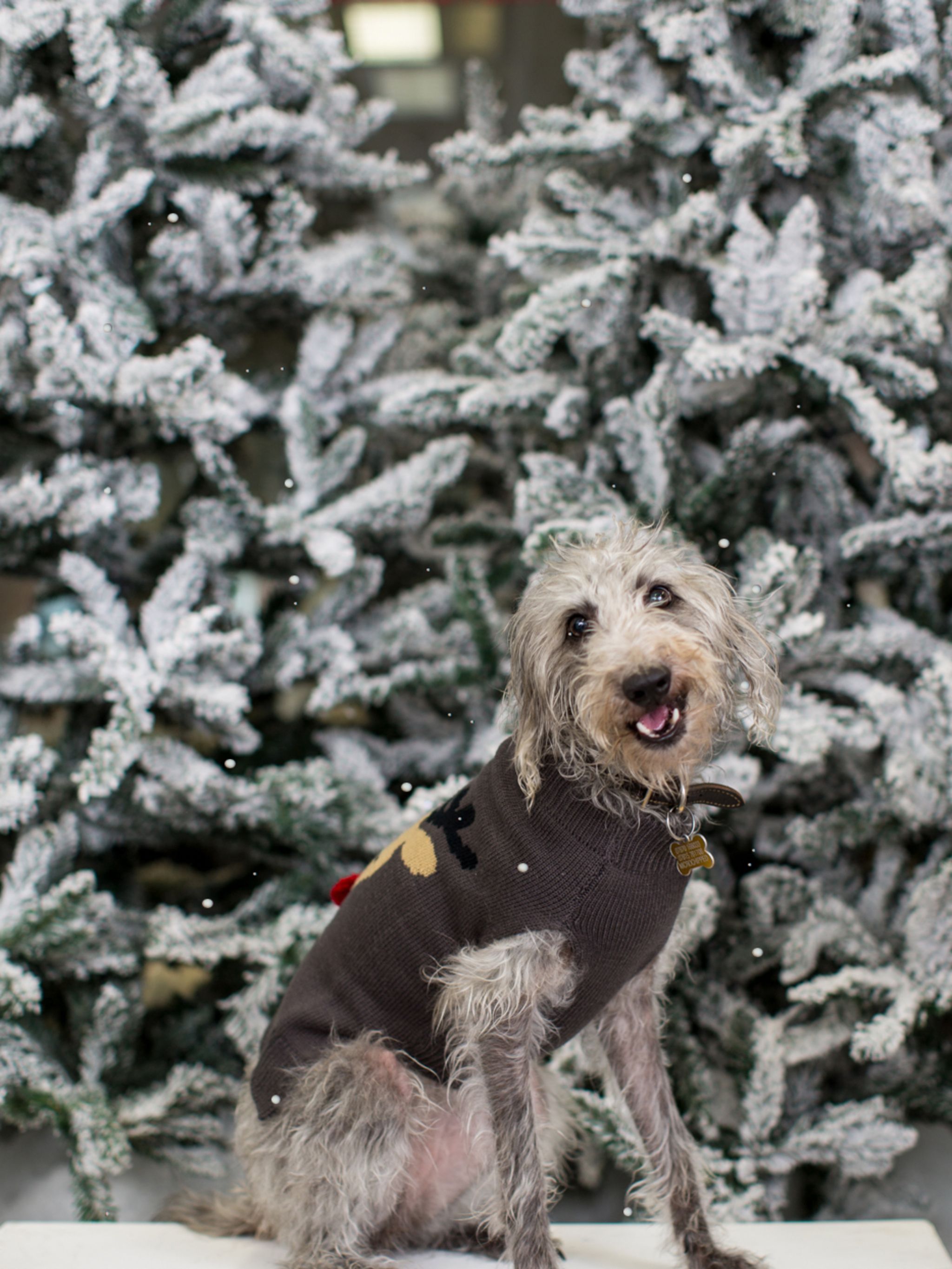 Labradoodle best sale christmas jumper