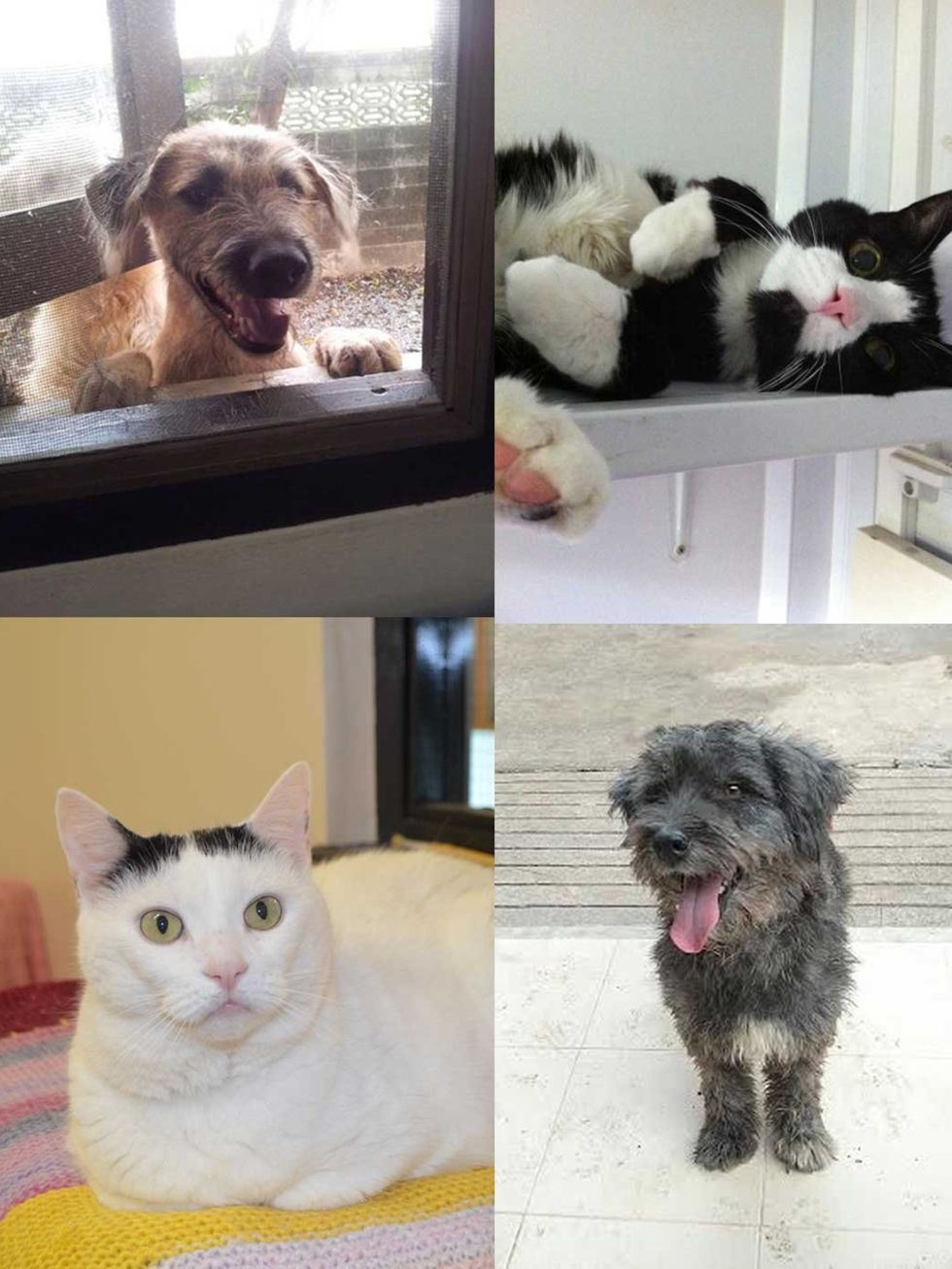 <p>We are featuring Dogs and Cats that are looking for their forever home.</p><p>If you can't adopt them why not brighten up their Christmas by making a donation to one of the three charities featured.</p><p>Pets Pyjamas will also donate £1 with each regi