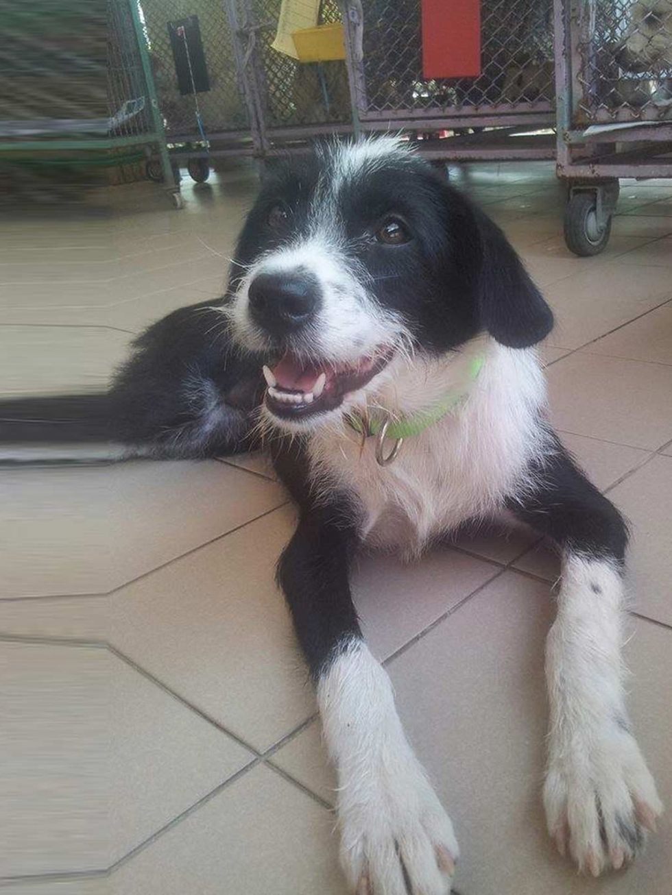 <p><strong>Name:</strong> Belle</p><p>A survivor of the dog meat trade and she was rescued from the Nakhon Phanom camp.</p><p>She is a lively, happy girl, full of energy and would make a great family pet. medium size, about 2 years old.</p><p>For adoption