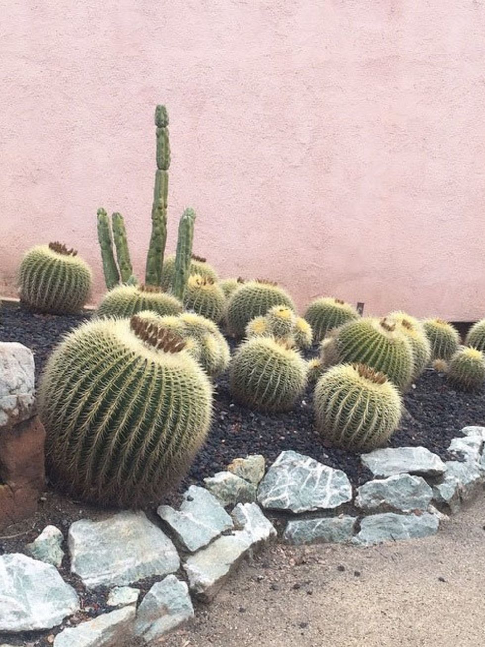 <p><a href="https://instagram.com/p/xyFQDNt3iT/?taken-by=sarah_winward"><strong>@sarah_winward</strong></a></p>

<p>Inside or out, we've always got a place for a cactus. Minimal watering needed.</p>
