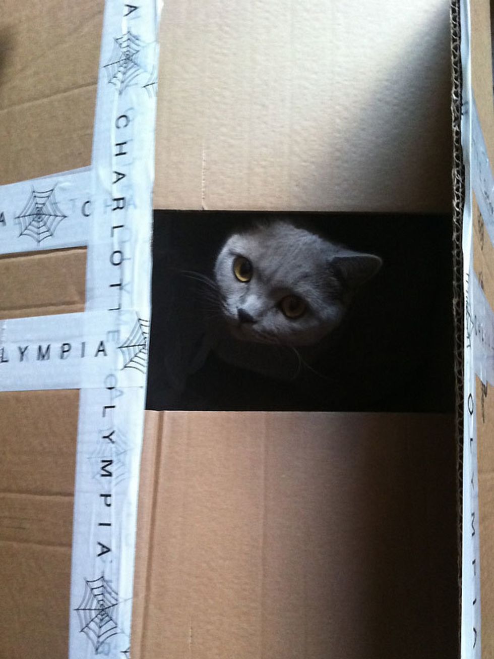 <p><a href="http://www.elleuk.com/catwalk/collections/clements-ribeiro/">Clements Ribeiro</a> designer Suzanne Clements: Our good luck charm is our lucky cat that follows us around and sleeps in all the boxes . Here she is inside the delivery box for our