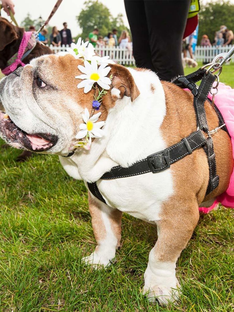 <p>EVENT: Pupaid</p>

<p>Dog shows just got stylish. That's right - forget crusty Crufts, because there's a way more fashionable (and fun) canine pageant in town. Held at London's Primrose Hill, this open-to-all charity event features categories including