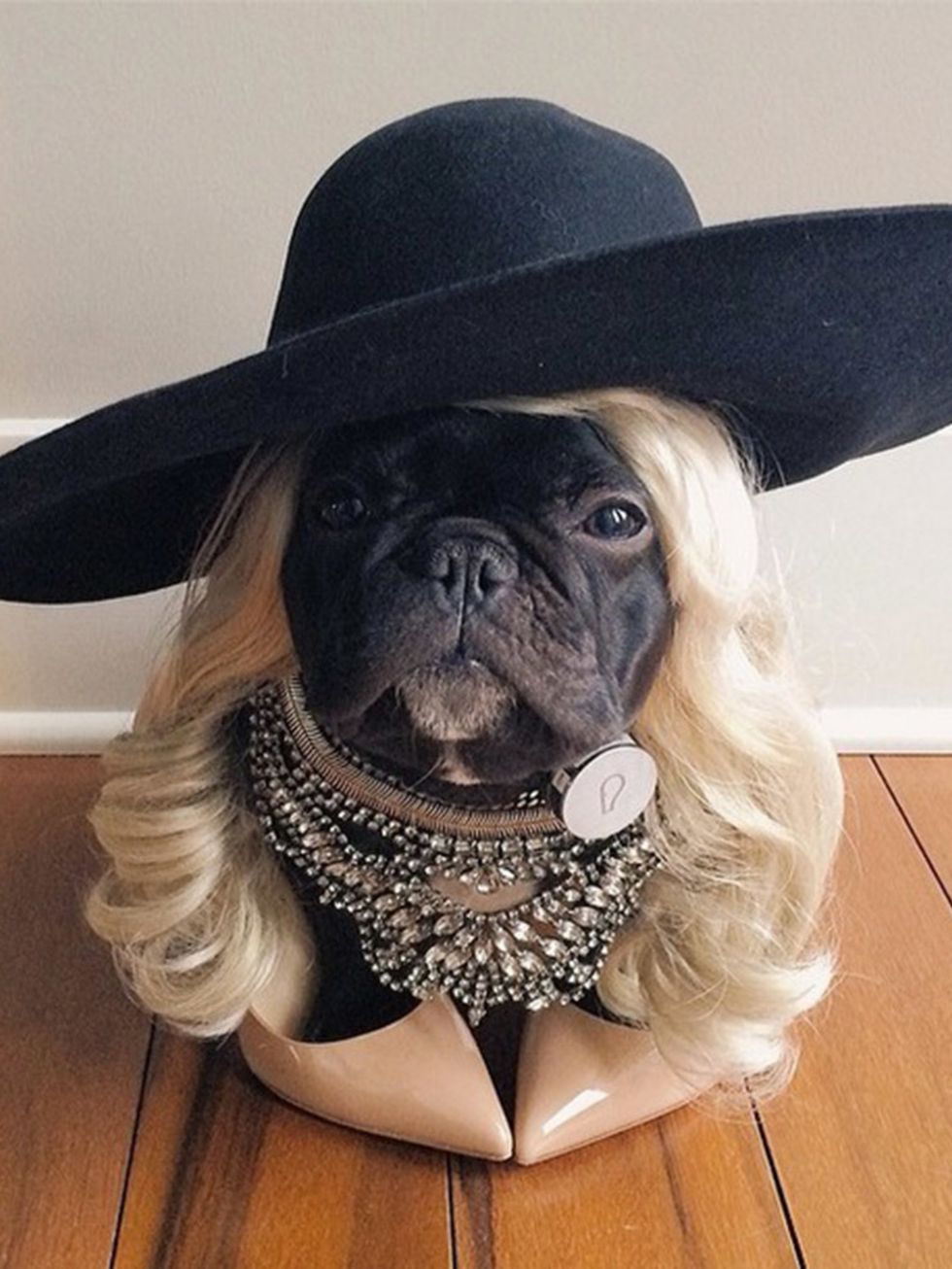<p><strong>Trotter Pup</strong></p>

<p>It&rsquo;s a French bulldog, wearing wigs and hats. We love it.</p>

<p><a href="http://instagram.com/trotterpup" target="_blank">instagram.com/<br />
trotterpup</a></p>