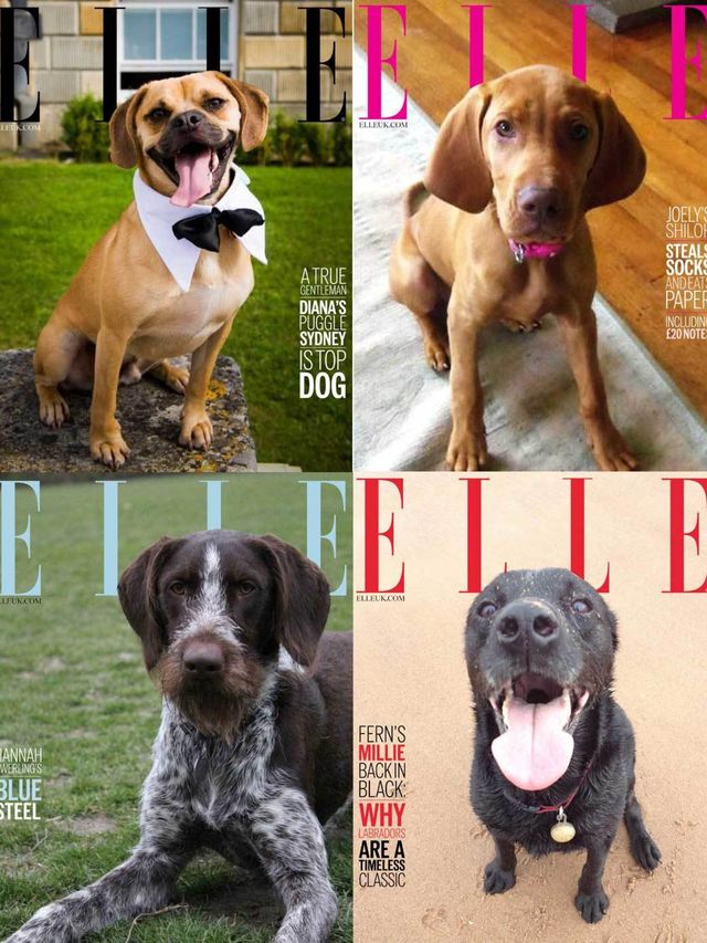 1373989907-doggy-style-elle-dogs