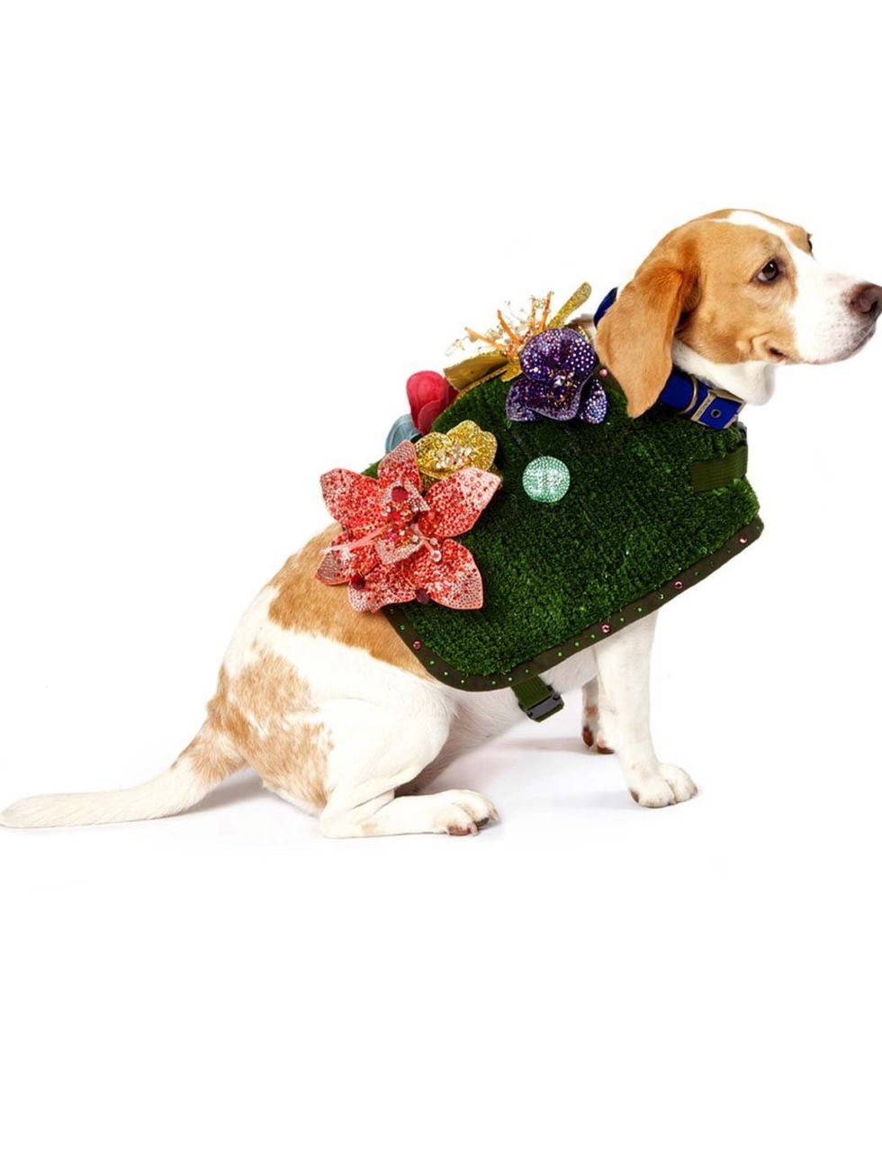 <p>Frankie the Beagle wearing a Jenny Packham coat for the Dog Walk</p>