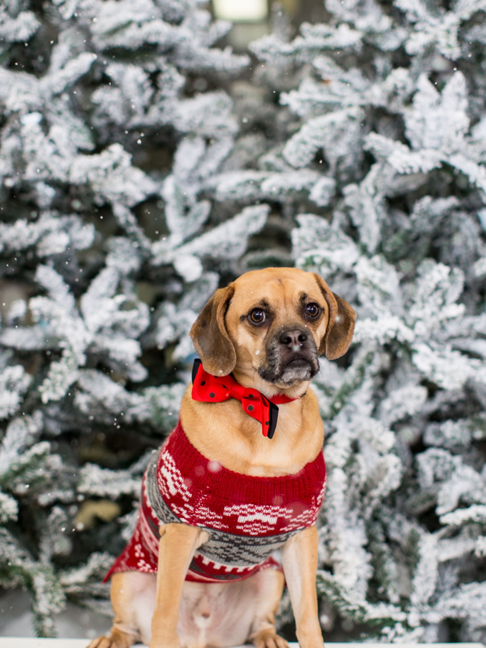 Next christmas dog sales jumpers