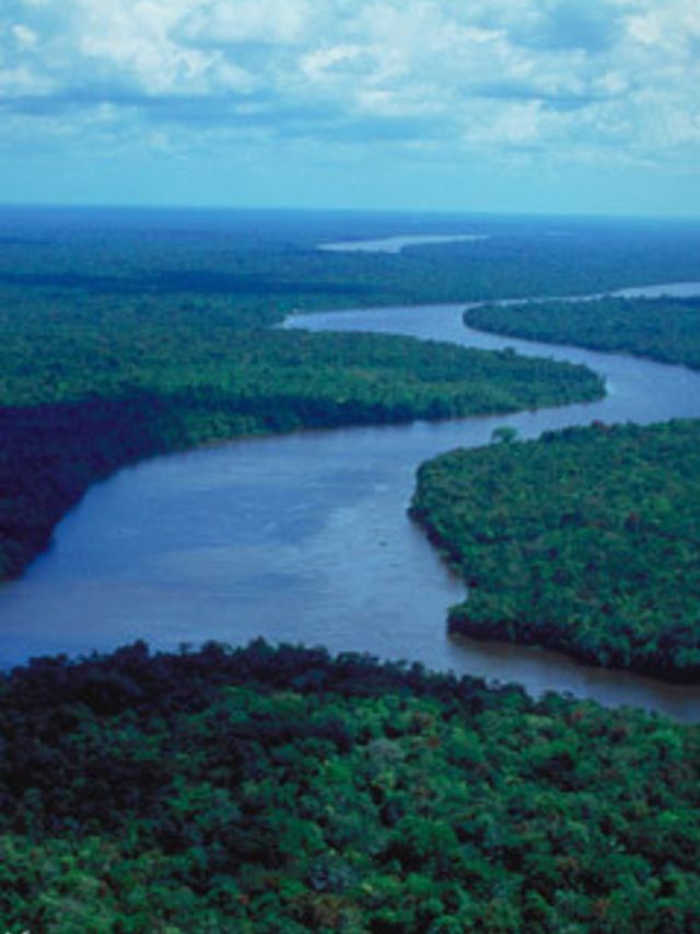 <p>Today a <a href="/find/%28term%29/Greenpeace">Greenpeace</a> study in the Guardian newspaper revealed that 80% of deforestation in the Amazon rainforest is caused by cattle ranching on illegally destroyed rainforest land. Land destroyed to make way for