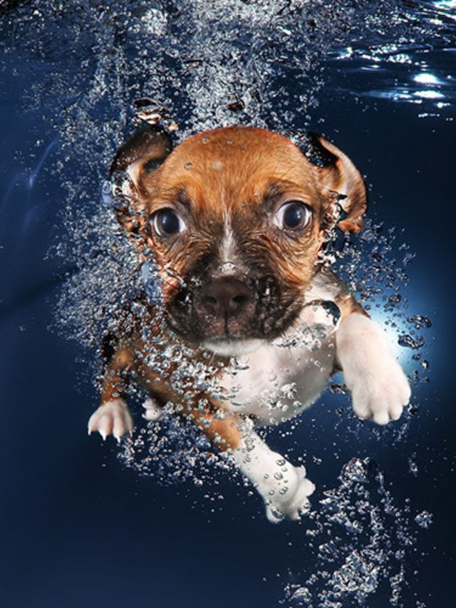 ava-dog-swimming-thumb
