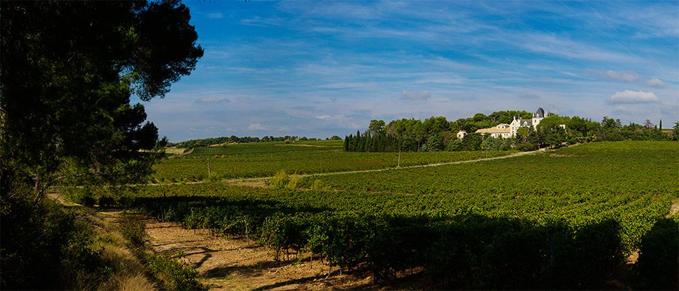 Domaine de Chateau les Terrasses, vineyards