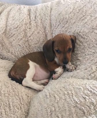 Kylie Jenner's new puppy Penny