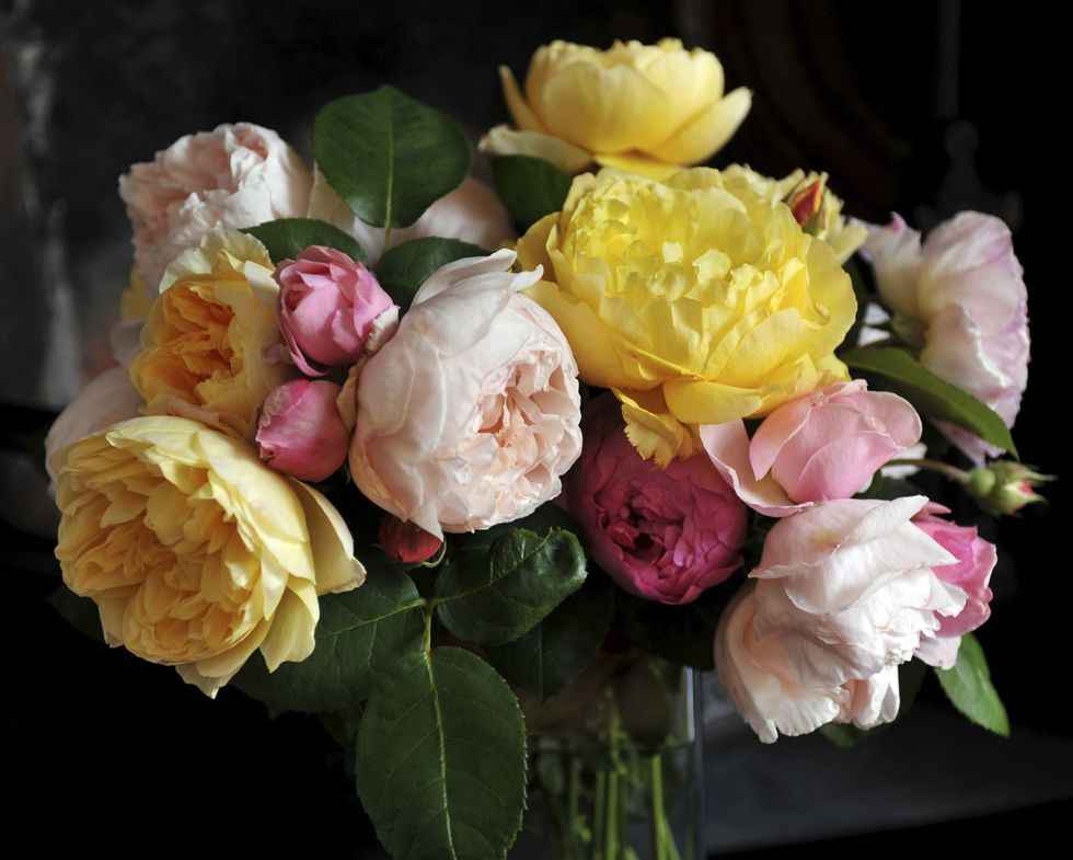 Petal, Yellow, Flower, Pink, Flowering plant, Rose family, Rose order, Garden roses, Bouquet, Rose, 