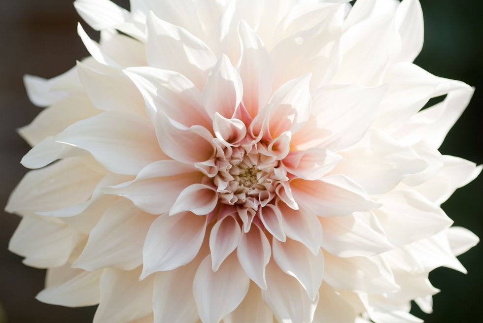 Petal, Flower, White, Botany, Still life photography, Blossom, Symmetry, Peach, Annual plant, Macro photography, 