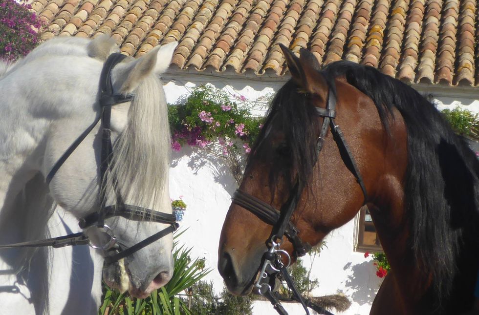 Hacienda Horses