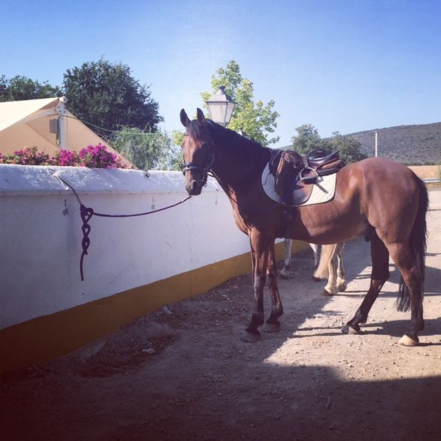 Hacienda horse