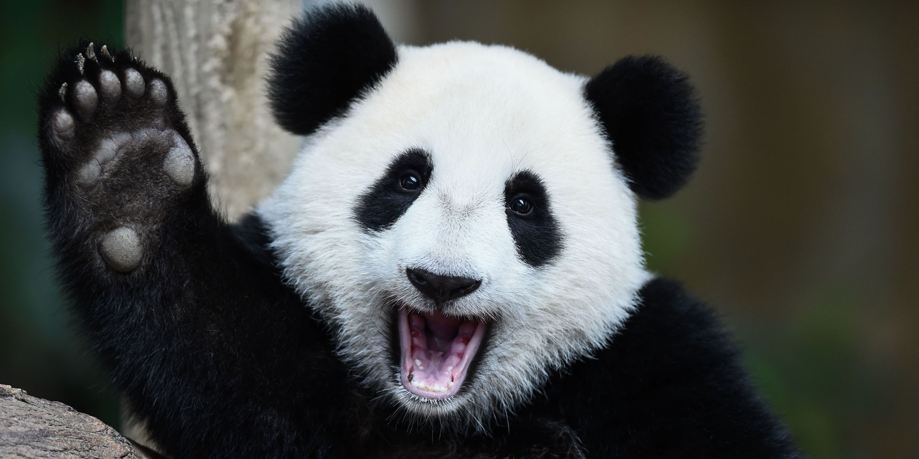 Introduction to Data Analysis Using Pandas