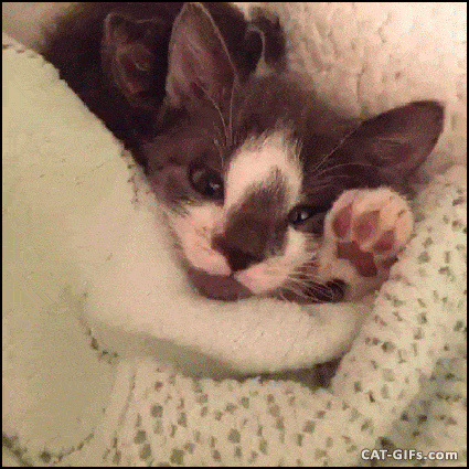 Cute kitten stretching