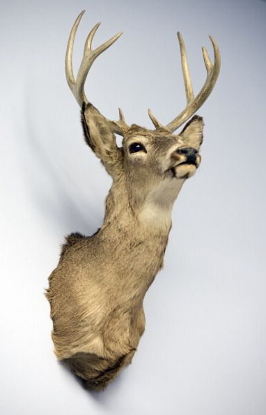 Deer, Elk, Antler, Reindeer, Horn, Natural material, Snout, Fawn, Terrestrial animal, Beige, 