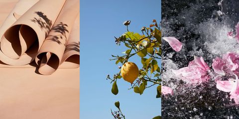 Petal, Fruit tree, Twig, Peach, Fruit, Still life photography, Produce, 