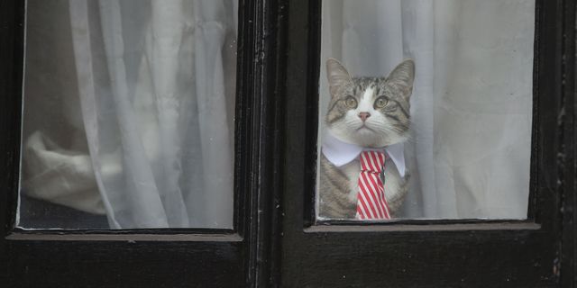 Embassy Cat | ELLE UK
