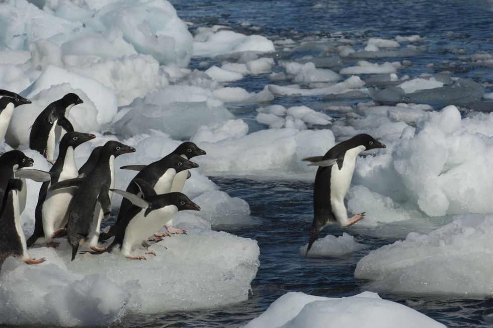 Penguins in Antarctic | ELLE UK