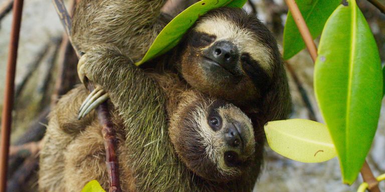 Sloths hugging | ELLE UK