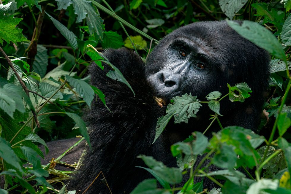 Gorillas Bwindi impenetrable forest Uganda